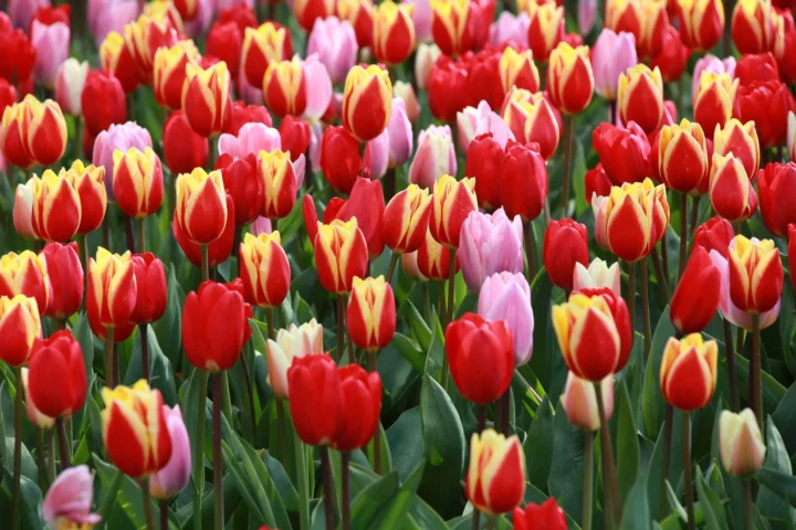 Hoa Tulip Ở Nước Nào? Khám Phá Nguồn Gốc và Sự Phổ Biến Toàn Cầu Bông hoa tulip nở rộ trong vườn