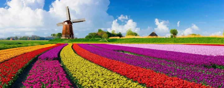 Hoa Tulip Ở Nước Nào? Khám Phá Nguồn Gốc và Sự Phổ Biến Toàn Cầu Cánh đồng hoa tulip Hà Lan vào mùa xuân