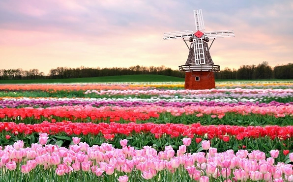 Hoa Tulip Ở Nước Nào? Khám Phá Nguồn Gốc và Sự Phổ Biến Toàn Cầu Cánh đồng hoa tulip rực rỡ