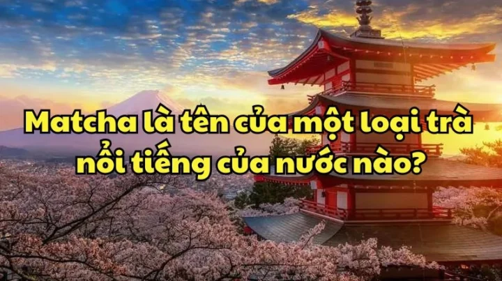 Cánh đồng trà được che chắn ánh nắng mặt trời