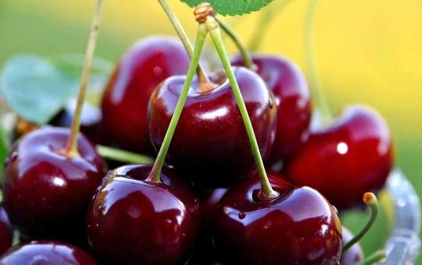 Cherry Nước Nào Ngon Nhất? Khám Phá Vị Ngọt Từ Các Vùng Trồng Uy Tín Cherry Úc tươi ngon
