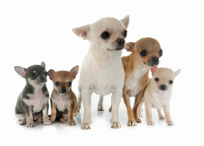 Mễ là nước nào? Khám phá đất nước Mexico và văn hóa độc đáo Chó Chihuahua biểu tượng của Mexico