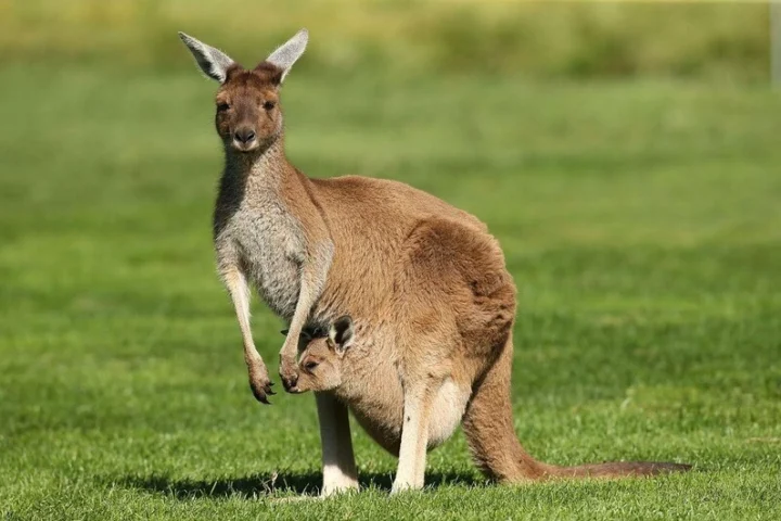 Chuột túi nhảy trên thảo nguyên Australia