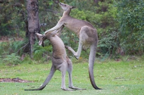 Kangaroo của nước nào? Khám phá nguồn gốc thương hiệu Úc nổi tiếng Hình ảnh chú Kangaroo đặc trưng của Úc