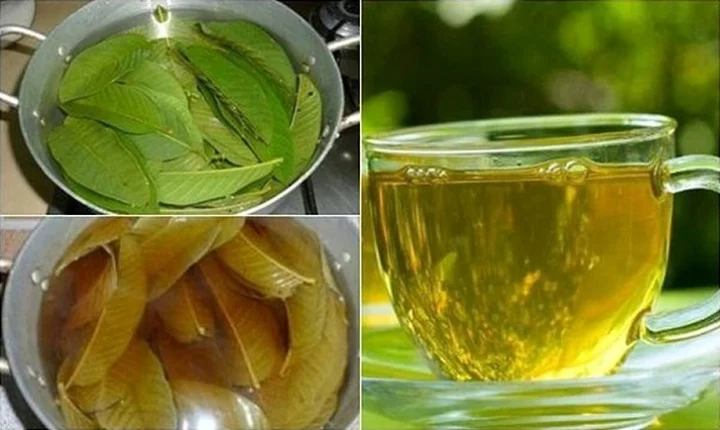 Hình ảnh lá ổi tươi non trong vườn