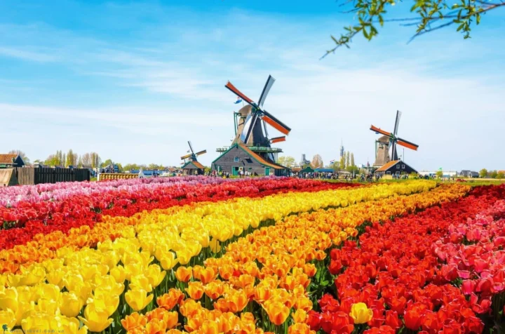 hoa-tulip-o-nuoc-nao-kham-pha-nguon-goc-va-su-pho-bien-toan-_696