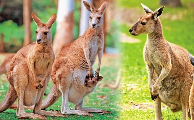 kangaroo-cua-nuoc-nao-kham-pha-nguon-goc-thuong-hieu-uc-noi-_456