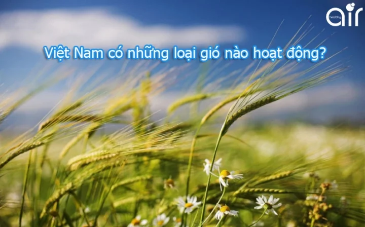 Loại Gió Nào Hoạt Động Quanh Năm Ở Nước Ta? Chuyên Gia Giải Đáp Sự đối lưu gió biển và gió đất
