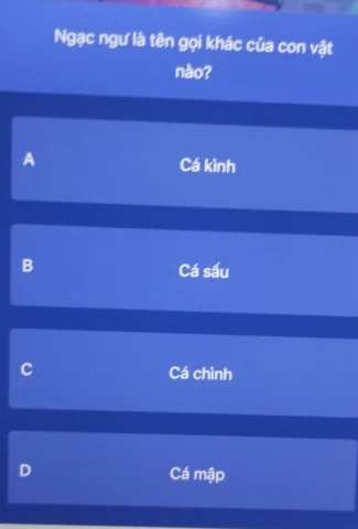 Đàn cá mập voi bơi lội dưới đại dương