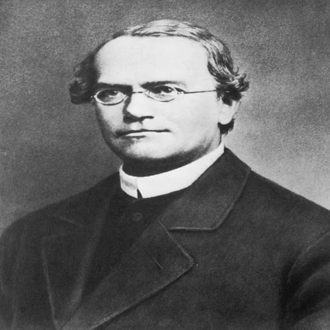 Ảnh Aristotle đang nghiên cứu