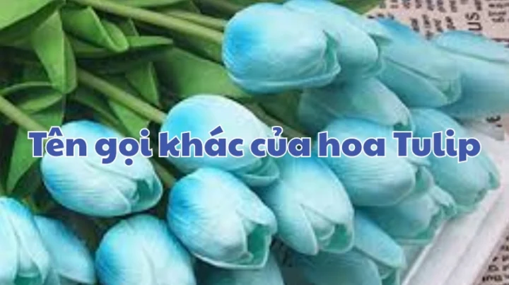 Bảng ý nghĩa màu sắc hoa tulip