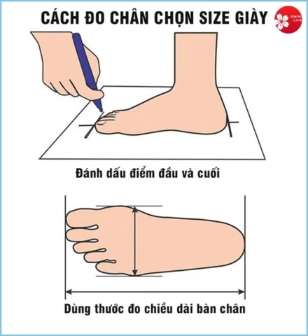 Hướng Dẫn Cách Đo Chiều Dài Chân Chuẩn Xác 2026 Biểu đồ kích thước chân với các loại chiều rộng khác nhau
