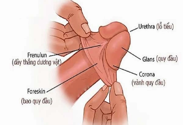 Biểu tượng của sự trong trắng và khởi đầu mới