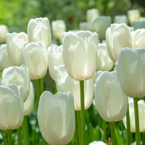 Bông hoa tulip trắng tinh khôi