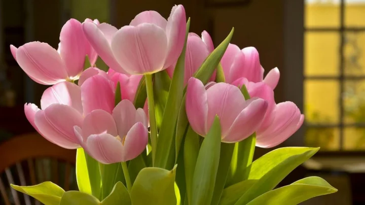 Cận cảnh nụ hoa tulip giống chiếc khăn xếp