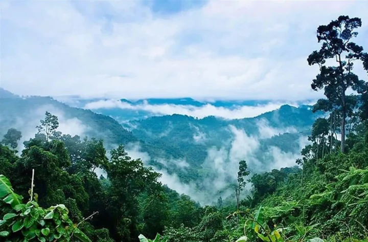 Cảnh quan rừng nguyên sinh hùng vĩ, thể hiện sự đa dạng và nguyên sơ