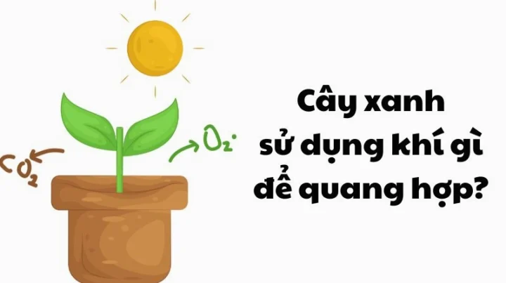 cau-o-kien-thuc-cay-xanh-su-dung-khi-gi-e-quang-hop_449