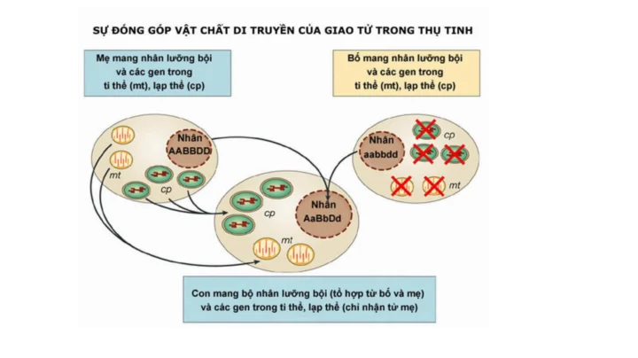 Cấu trúc tế bào và vị trí vật chất di truyền