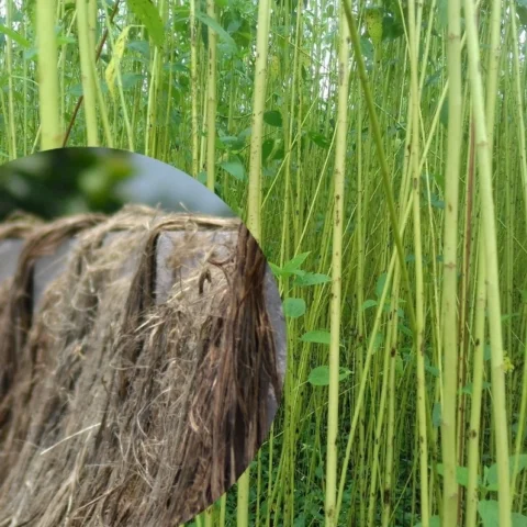 Cây dây dệt vải