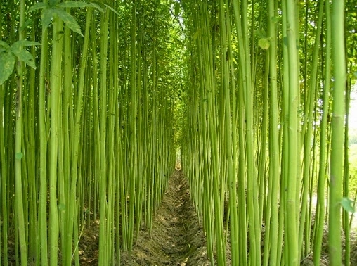 Cây dây làm vải