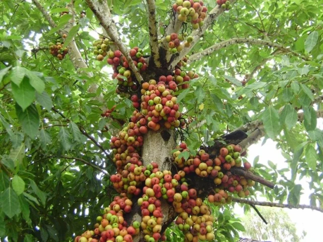 Cây sung tượng trưng cho sự sung túc