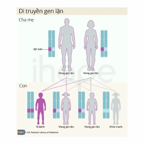 di-truyen-la-gi-giai-ma-bi-an-cua-adn-va-di-san-sinh-hoc_335
