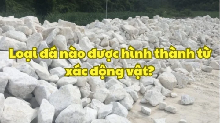 Loại đá nào được hình thành từ xác động vật? Hé lộ sự thật Hình ảnh các loại đá trầm tích hữu cơ khác nhau