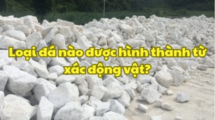Loại Đá Nào Được Hình Thành Từ Xác Động Vật: Khám Phá Bí Ẩn Khoáng Sản Hình ảnh so sánh cấu trúc than đá và đá vôi