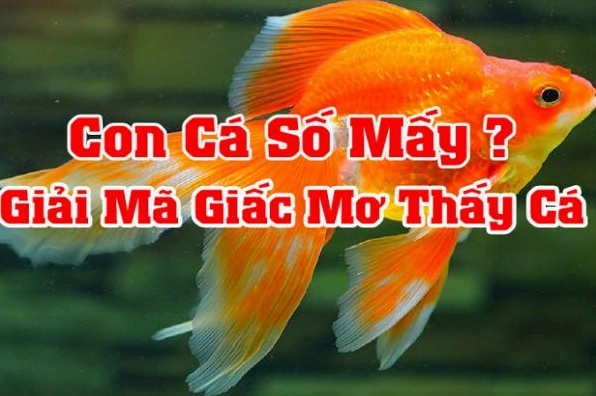 Mơ thấy cá chép đen có thể mang ý nghĩa về thử thách