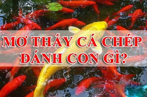Mơ thấy nhiều cá chép là điềm báo tài lộc dồi dào