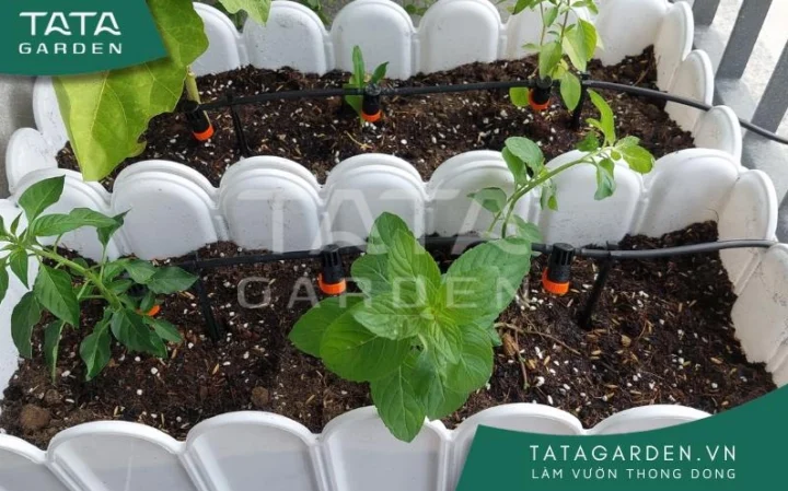 Người làm vườn đang tưới cây vào buổi chiều tà
