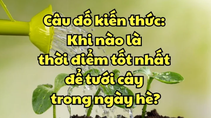 Người làm vườn đang tưới cây vào buổi sáng sớm