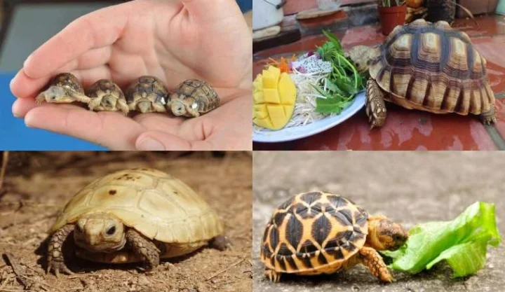 Rùa cạn đang ăn các loại rau lá xanh