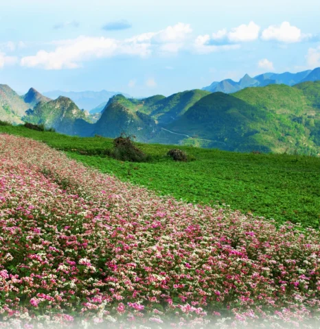 Toàn cảnh Cao nguyên đá Đồng Văn hùng vĩ