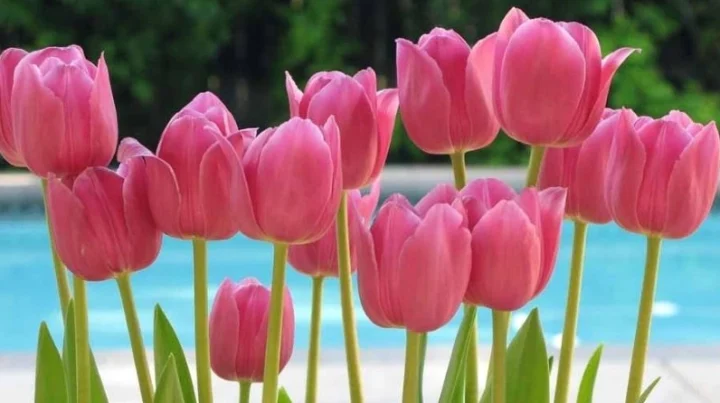 Vẻ đẹp rực rỡ của hoa tulip nhiều màu sắc