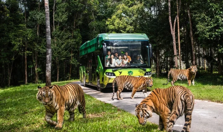 Vinpearl Safari: Khám phá thế giới hoang dã đỉnh cao 2026 Xe bus tham quan Safari Park tại Vinpearl Safari Phú Quốc