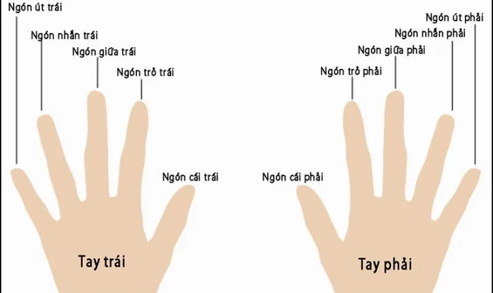 Giải Mã Ý Nghĩa Đeo Nhẫn Ngón Giữa Tay Trái Theo Phong Thủy 2026 Ý nghĩa đeo nhẫn theo các ngón tay