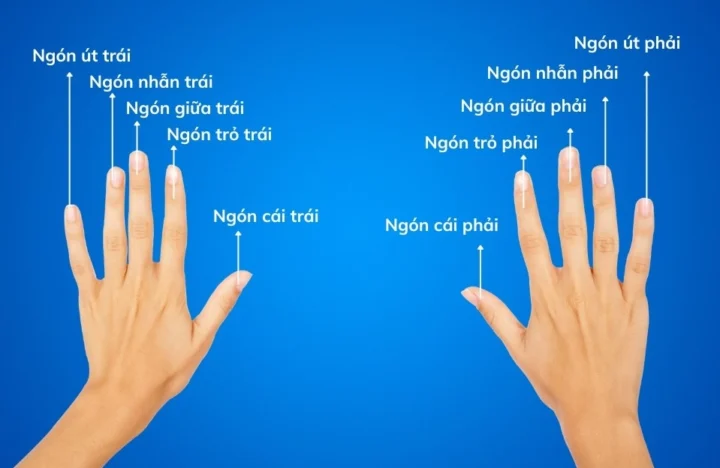 Ý Nghĩa Ngón Tay Đeo Nhẫn Của Nữ: Giải Mã Tình Yêu & Vận Mệnh 2026 Ý nghĩa nhẫn ngón giữa nữ